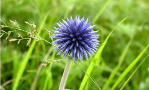 矮藍刺頭 矮藍刺頭