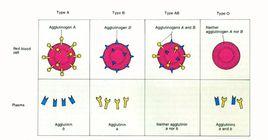 D缺失型血 D缺失型血