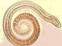 犬旋毛蟲病 犬旋毛蟲病