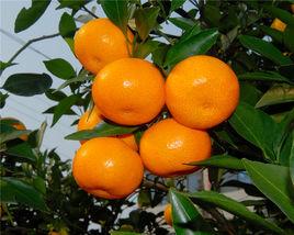 黃岩蜜桔 黃岩蜜桔