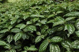 花葉冷水花 花葉冷水花