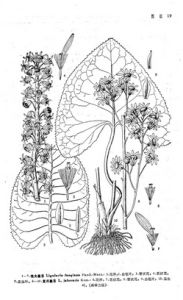 植夫橐吾 植夫橐吾