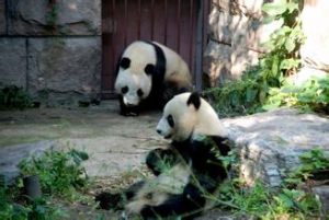 北京動物園熊貓館
