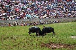 侗族鬥牛節 侗族鬥牛節