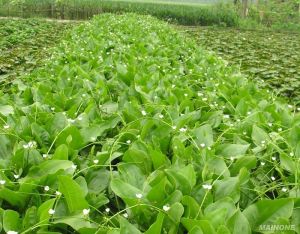 澤苔草屬 澤苔草屬