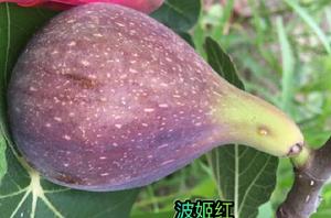 波姬紅無花果 波姬紅無花果