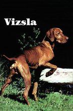 維茲拉犬