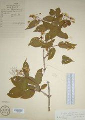 無柄溲疏 無柄溲疏