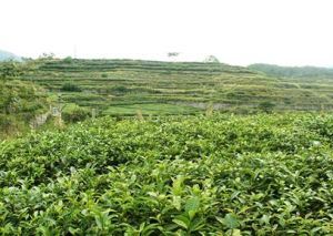 漆樹園村 漆樹園村