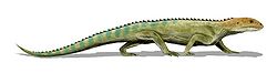 中鱷（Mesosuchus）是種已滅絕雙孔亞綱爬行動物，屬於喙頭龍目，生存於三疊紀早期的南非。模式種是M. browni。中鱷化石時期： 早三疊紀 PreЄЄOSDCPTJKPgN 中鱷的想像圖 科學分類 界： 動物界 Animalia 門： 脊索動物門 Chordata 綱： 蜥形綱 Sauropsida 亞綱： 雙孔亞綱 Diapsida 下綱： 主龍形下綱 Archosauromorpha 目： 喙頭龍目 Rhynchosauria 屬： 中鱷屬 MesosuchusWatson, 1912  種 中鱷 M. browniWatson, 1912 (模式種)