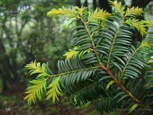 紫杉樹（紅豆杉）