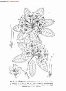 毛枝多變杜鵑 毛枝多變杜鵑