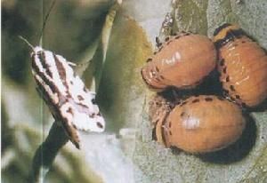 馬鈴薯甲蟲 馬鈴薯甲蟲