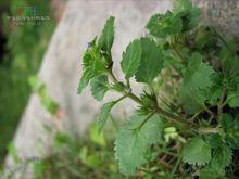 鋸齒草（又名：齒葉母草）