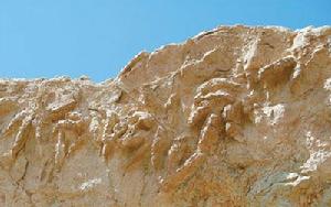 （圖）恐龍足跡