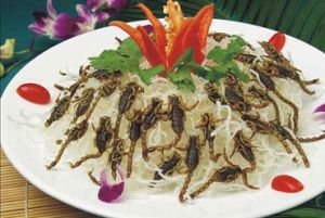 菊花全蠍 菊花全蠍