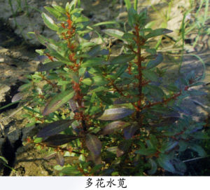 多花水莧 多花水莧