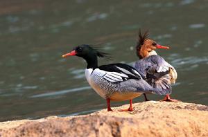 中華秋沙鴨 中華秋沙鴨