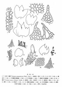 密葉三瓣苔 密葉三瓣苔