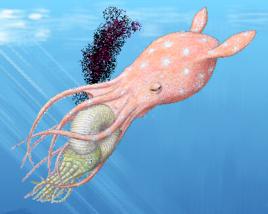 Proteroctopus Proteroctopus