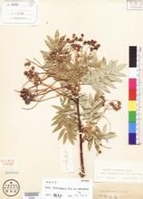 全緣葉天山花楸