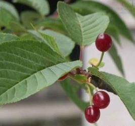 襄陽山櫻桃 襄陽山櫻桃