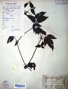 小齒鐵線蓮 小齒鐵線蓮