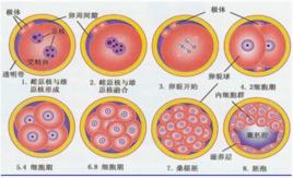 卵裂 卵裂