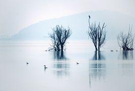 寒鴉戲水 寒鴉戲水