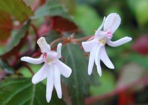 東非鳳仙 東非鳳仙