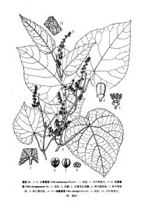 小果葡萄（原變種）