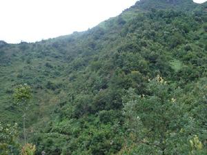 樹俄村自然資源－生態林<a name="ref_&#91;4&#93;"></a>