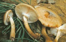 北方蜜環菌 北方蜜環菌