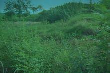 王棗子茶 王棗子茶