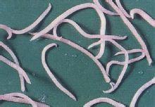 肝毛細線蟲 肝毛細線蟲