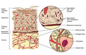 細胞基質 細胞基質