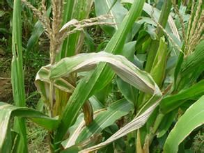 玉米霜霉病菌 玉米霜霉病菌