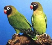 黑頰愛情鳥 黑頰愛情鳥