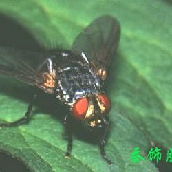 尖音狹頰寄蠅 尖音狹頰寄蠅