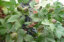 化控良好的棉花棉鈴碩大