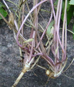 長萼蛇根草 長萼蛇根草