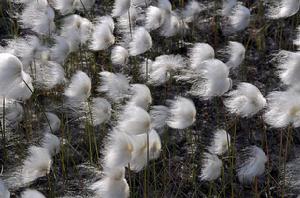 白毛羊鬍子草 白毛羊鬍子草