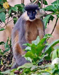 戴帽烏葉猴 戴帽烏葉猴