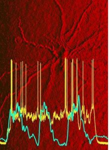 沉睡時大腦靠內嗅皮質也在記憶