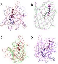 視黃醇結合蛋白 視黃醇結合蛋白