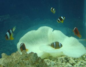 北京市水生生物館