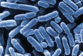 耐熱細菌 耐熱細菌