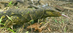 碧塔塔瓦 碧塔塔瓦