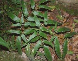 糙軸蕨（變種）