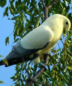 社會島皇鳩 社會島皇鳩